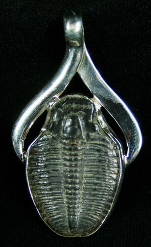 Elrathia Trilobite Pendant #4550
